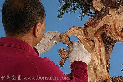 图解 柏树盆景丝雕怎么制作的方法