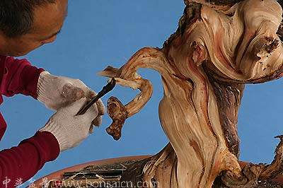 图解 柏树盆景丝雕怎么制作的方法