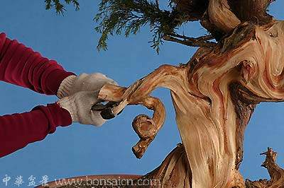 图解 柏树盆景丝雕怎么制作的方法