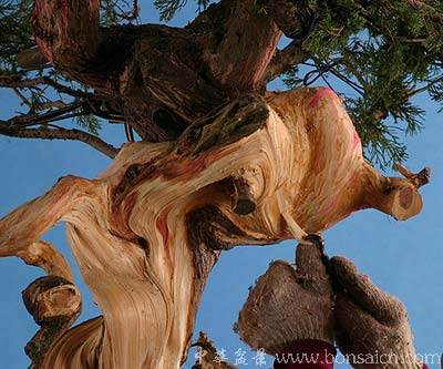 图解 柏树盆景丝雕怎么制作的方法