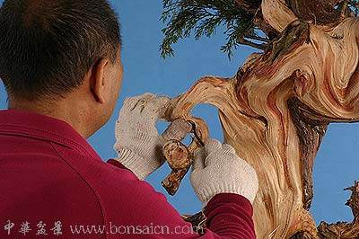图解 柏树盆景丝雕怎么制作的方法