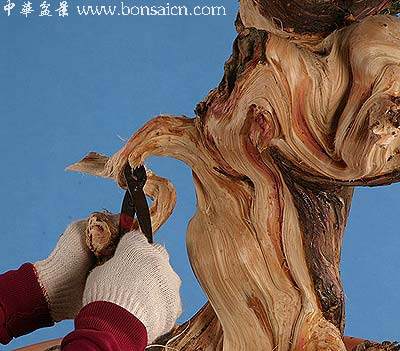 图解 柏树盆景丝雕怎么制作的方法