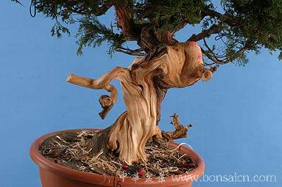 图解 柏树盆景丝雕怎么制作的方法