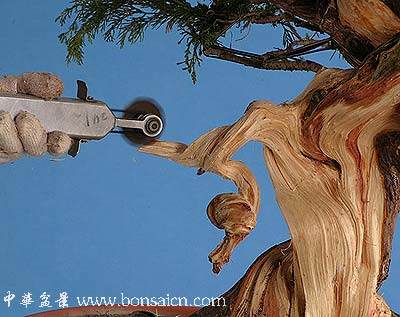 图解 柏树盆景丝雕怎么制作的方法