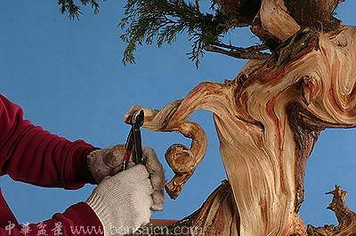 图解 柏树盆景丝雕怎么制作的方法