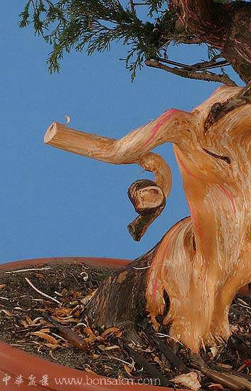 图解 柏树盆景丝雕怎么制作的方法