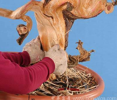 图解 柏树盆景丝雕怎么制作的方法