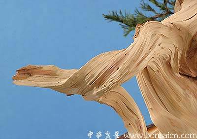 图解 柏树盆景丝雕怎么制作的方法