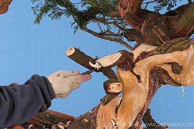 图解 柏树盆景丝雕怎么制作的方法