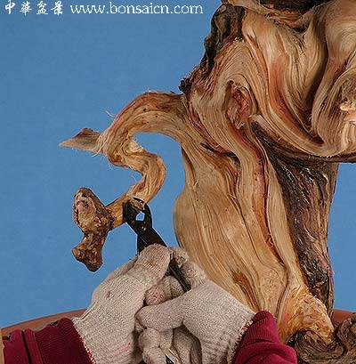 图解 柏树盆景丝雕怎么制作的方法