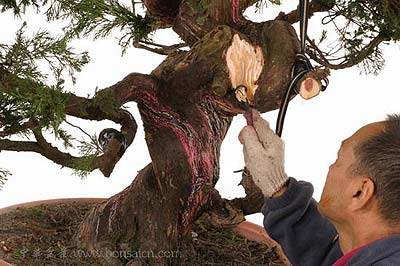 图解 柏树盆景丝雕怎么制作的方法