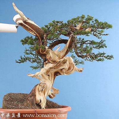 图解 柏树盆景丝雕怎么制作的方法