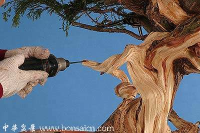 图解 柏树盆景丝雕怎么制作的方法