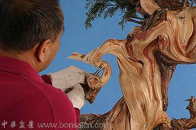 图解 柏树盆景丝雕怎么制作的方法