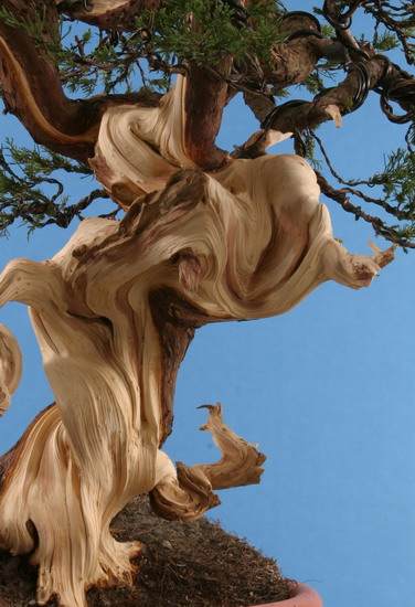 图解 柏树盆景丝雕怎么制作的方法