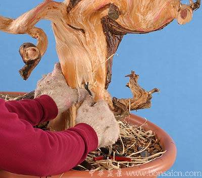 图解 柏树盆景丝雕怎么制作的方法