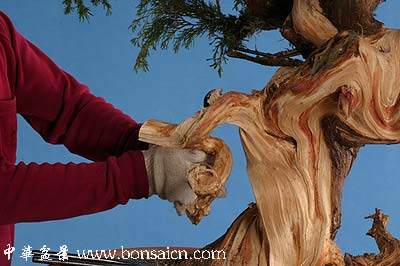 图解 柏树盆景丝雕怎么制作的方法