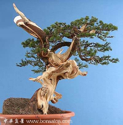 图解 柏树盆景丝雕怎么制作的方法