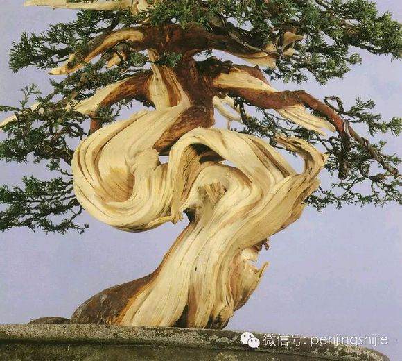 图解 郑诚恭怎么雕刻柏树盆景丝雕的方法