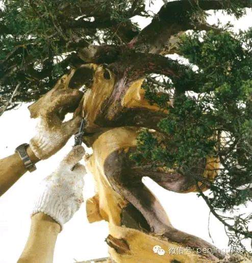 图解 郑诚恭怎么雕刻柏树盆景丝雕的方法