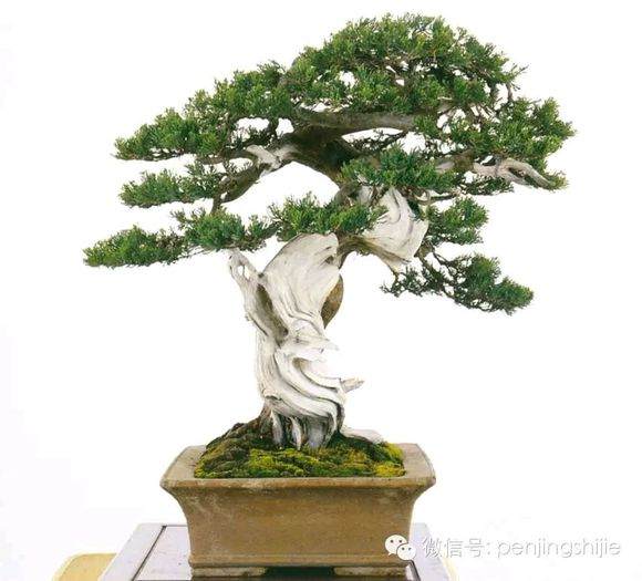 图解 郑诚恭怎么雕刻柏树盆景丝雕的方法