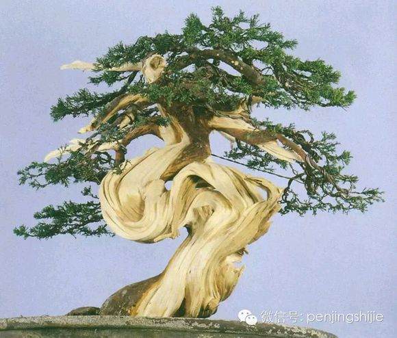 图解 郑诚恭怎么雕刻柏树盆景丝雕的方法