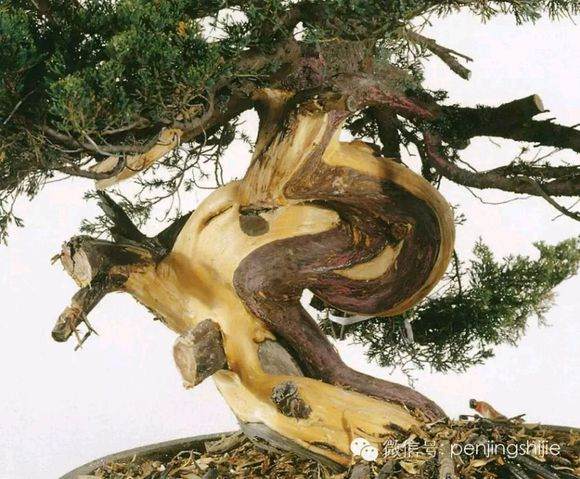 图解 郑诚恭怎么雕刻柏树盆景丝雕的方法