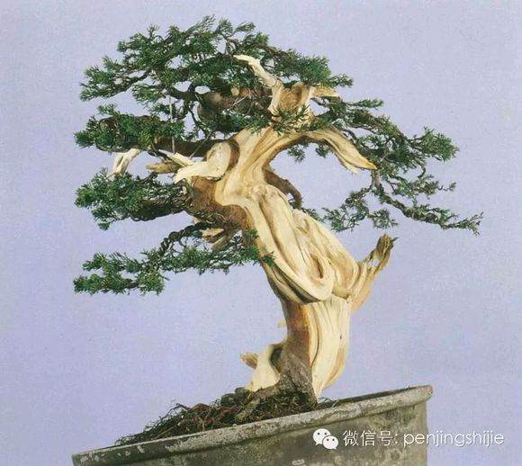 图解 郑诚恭怎么雕刻柏树盆景丝雕的方法