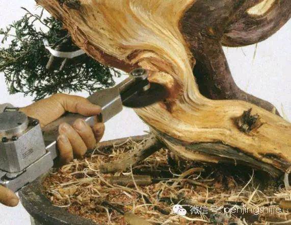 图解 郑诚恭怎么雕刻柏树盆景丝雕的方法