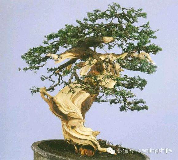 图解 郑诚恭怎么雕刻柏树盆景丝雕的方法
