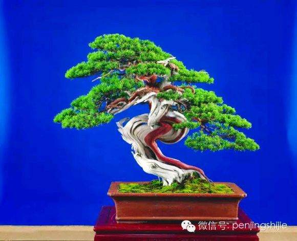 图解 郑诚恭怎么雕刻柏树盆景丝雕的方法