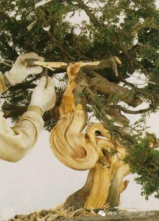 图解 郑诚恭怎么雕刻柏树盆景丝雕的方法