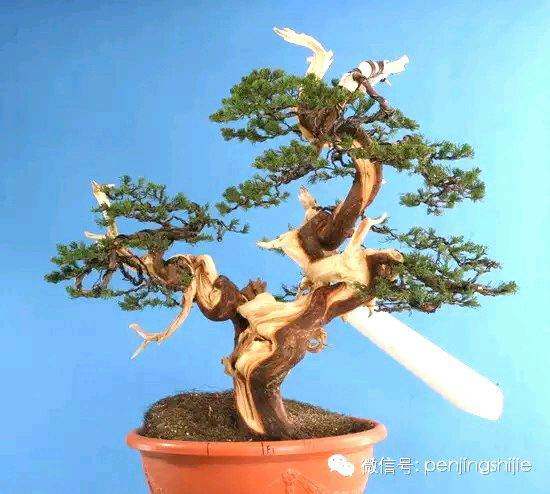 图解 郑诚恭怎么雕刻柏树盆景丝雕的方法