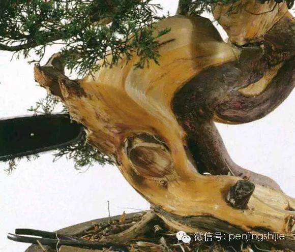 图解 郑诚恭怎么雕刻柏树盆景丝雕的方法