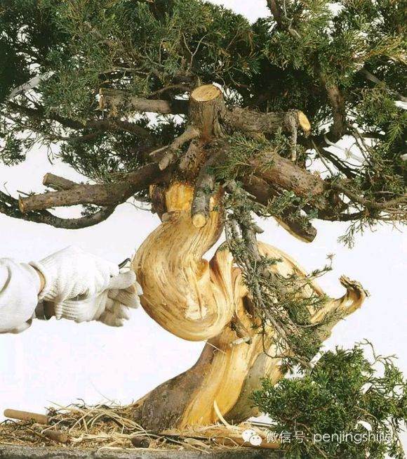 图解 郑诚恭怎么雕刻柏树盆景丝雕的方法