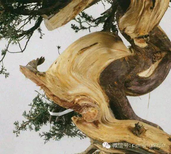 图解 郑诚恭怎么雕刻柏树盆景丝雕的方法