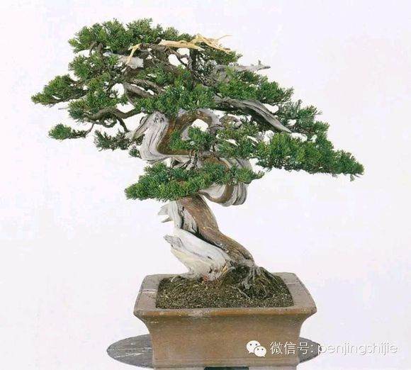 图解 郑诚恭怎么雕刻柏树盆景丝雕的方法