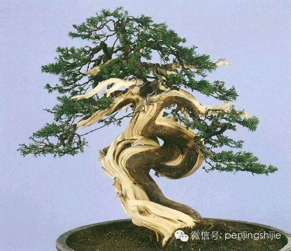 图解 郑诚恭怎么雕刻柏树盆景丝雕的方法