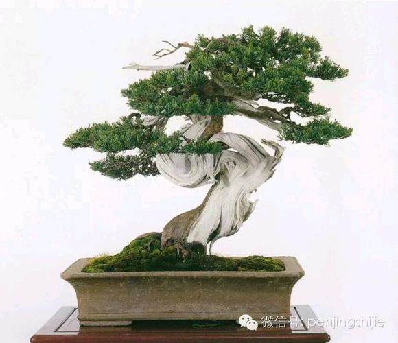 图解 郑诚恭怎么雕刻柏树盆景丝雕的方法