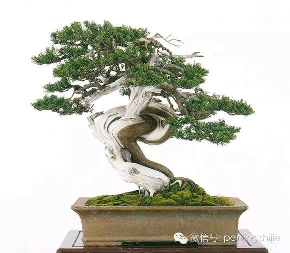 图解 郑诚恭怎么雕刻柏树盆景丝雕的方法