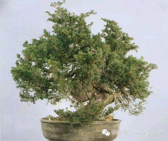 图解 郑诚恭怎么雕刻柏树盆景丝雕的方法