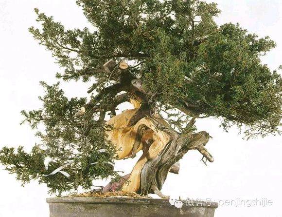 图解 郑诚恭怎么雕刻柏树盆景丝雕的方法