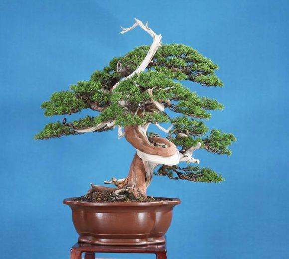 图解 柏树盆景怎么丝雕杂志的步骤