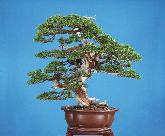 图解 柏树盆景怎么丝雕杂志的步骤