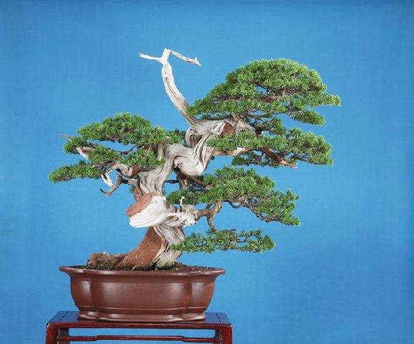 图解 柏树盆景怎么丝雕杂志的步骤