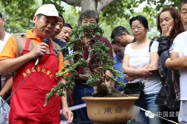 南通盆景制作交流拍卖会 最高成交价3150元