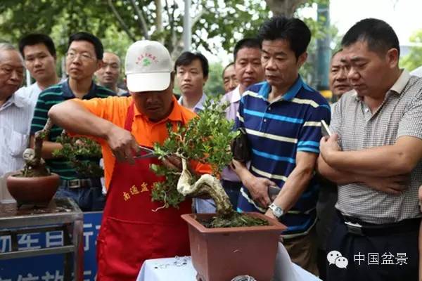 南通盆景制作交流拍卖会 最高成交价3150元