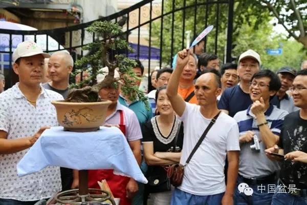 南通盆景制作交流拍卖会 最高成交价3150元