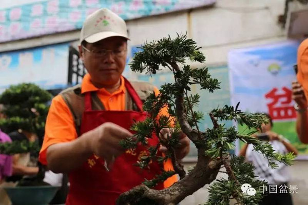 南通盆景制作交流拍卖会 最高成交价3150元