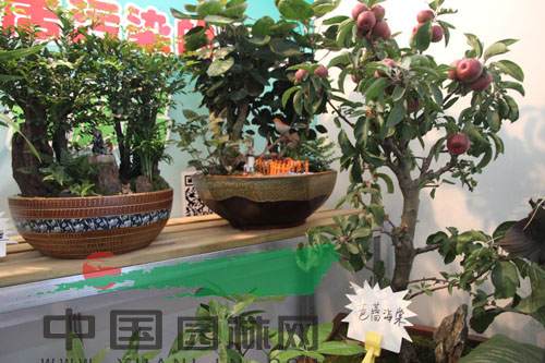 IMG_7789.JPG 大家庭的新宠 果树盆景市场前景看好